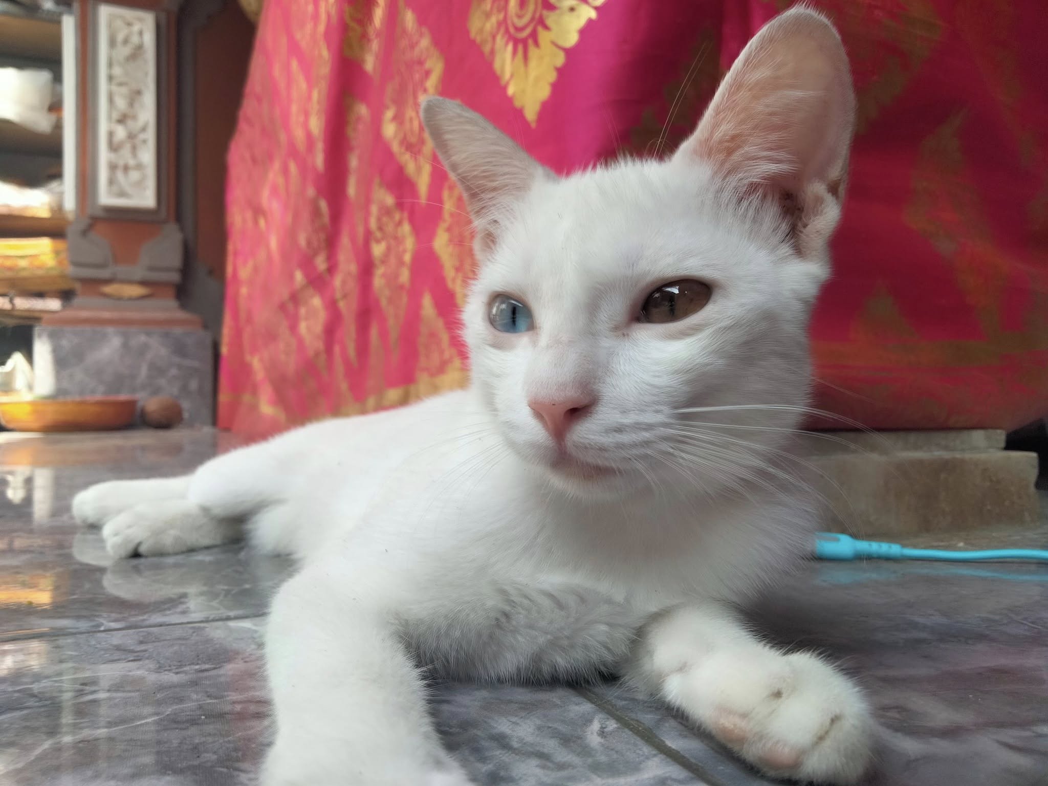 Ratih si kucing putih